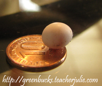 lizard egg on a small coin